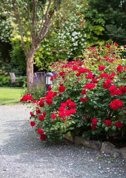 Rosencafe im Kloster Brunshausen